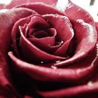 La rose de l'Amour éternelle...