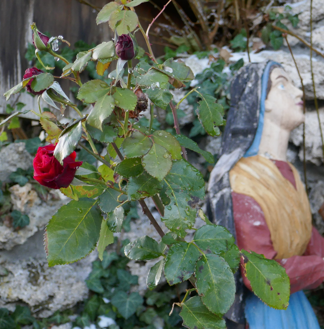 La Rose de Lourdes