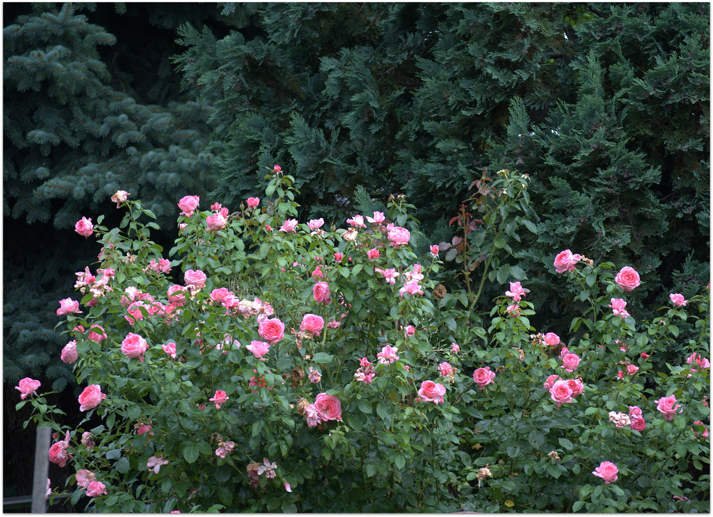 La Rose de Molinard