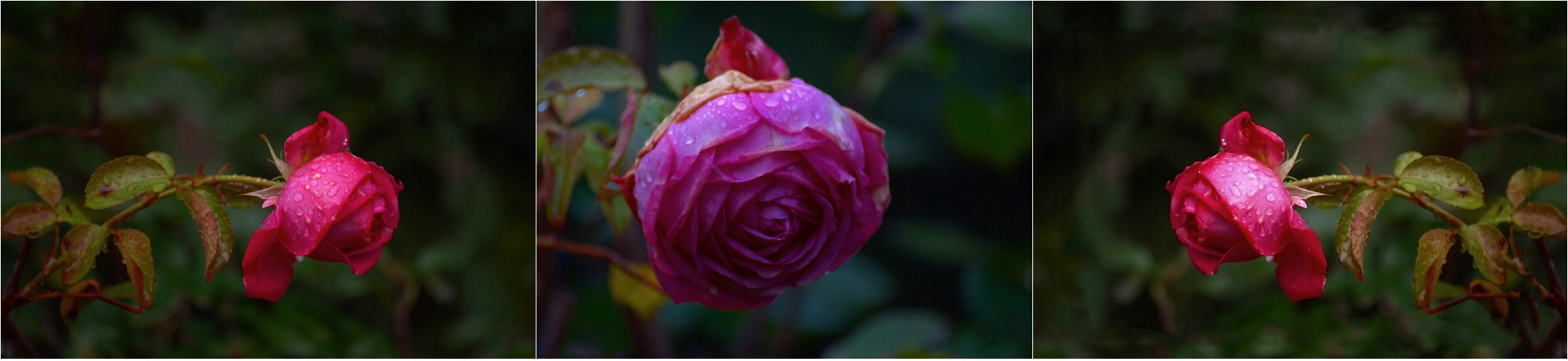 La Rose de Molinard