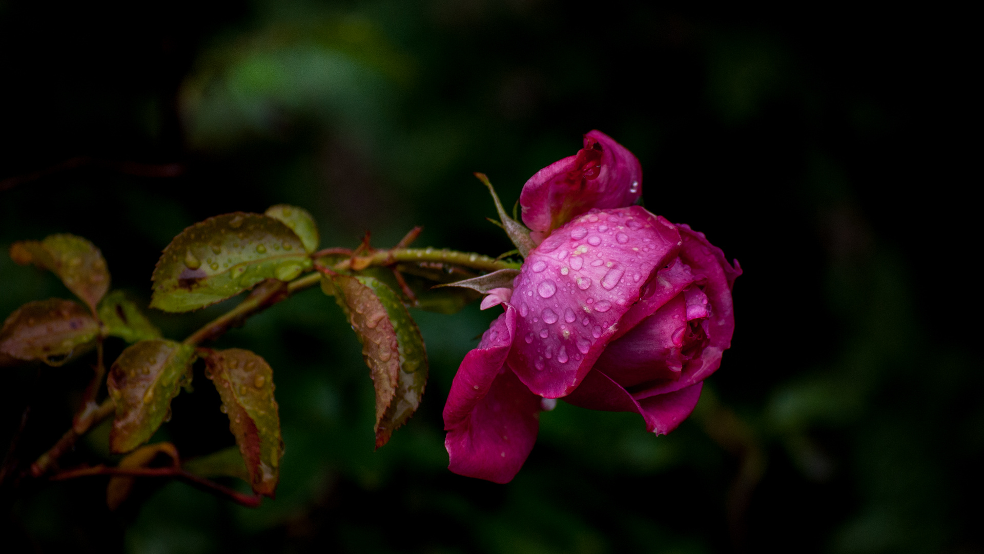 La Rose de Molinard