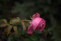 La Rose de Molinard