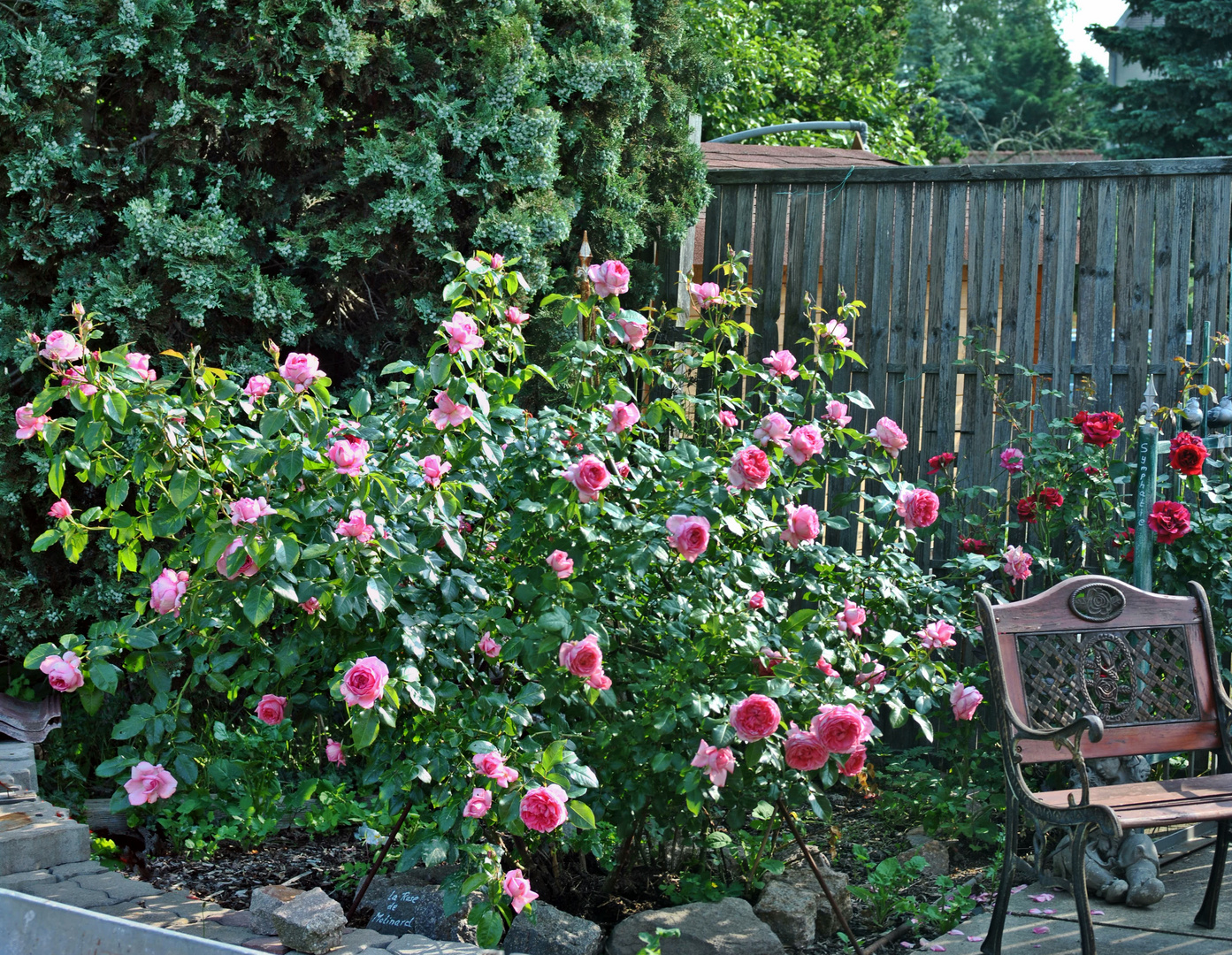 La Rose de Molinard