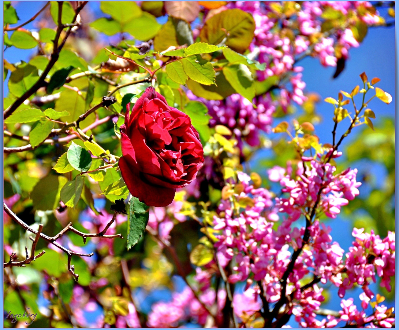 * La Rose de Provence *