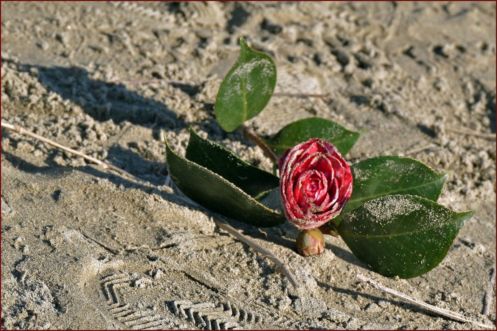 la "rose des sables " abandonnée....