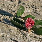 la "rose des sables " abandonnée....