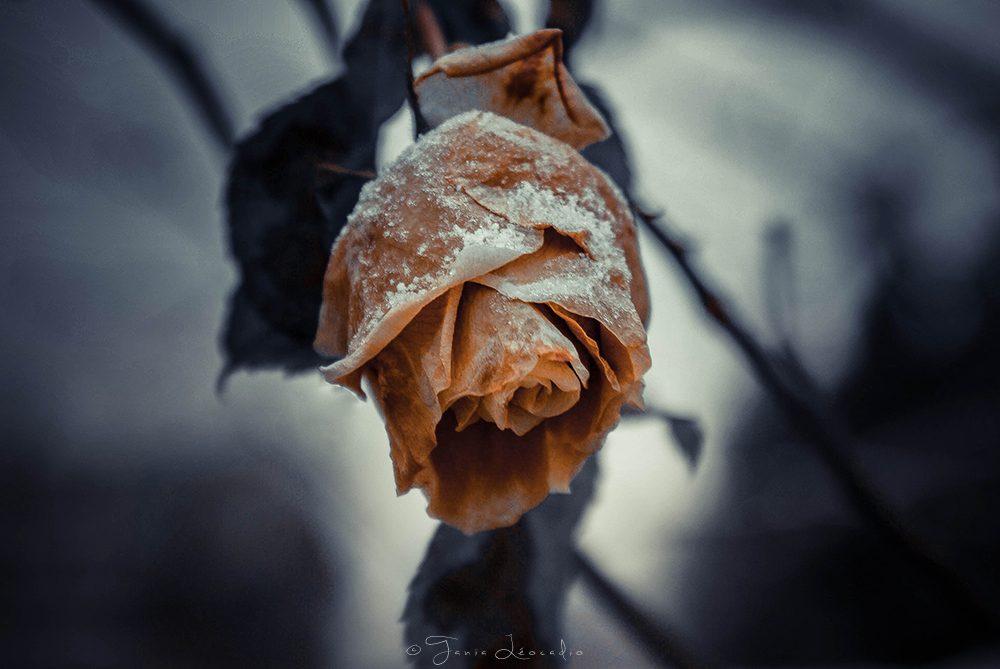 La rose d'hiver