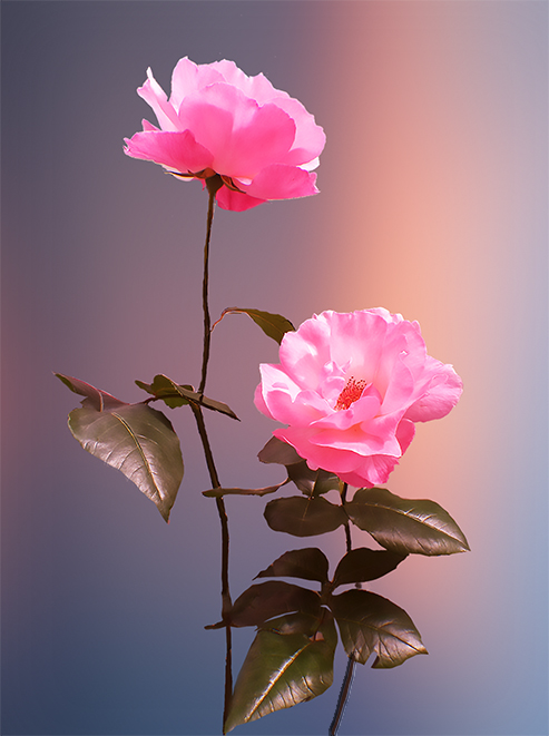  La rose du jardin