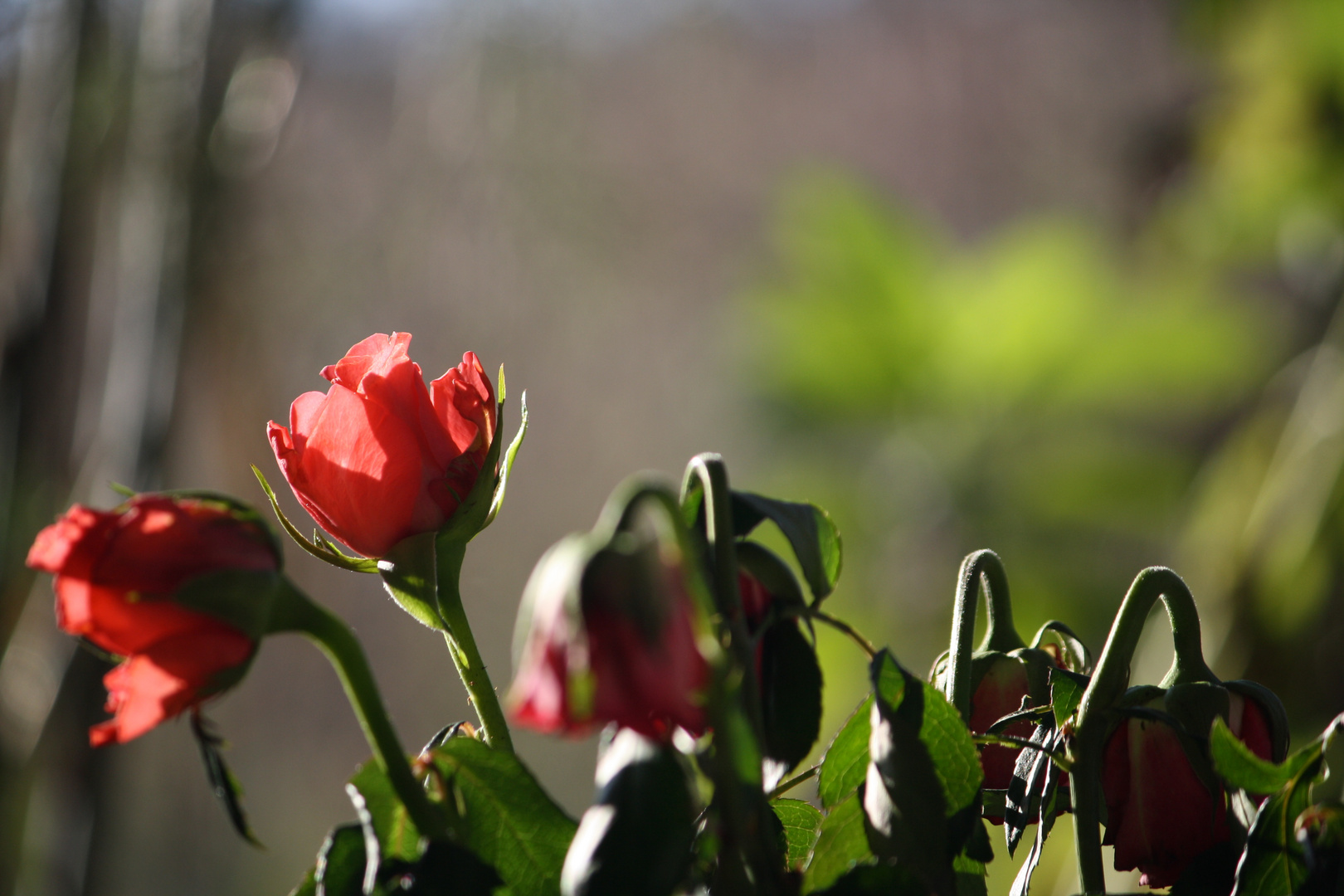 la rose du petit matin