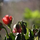 la rose du petit matin