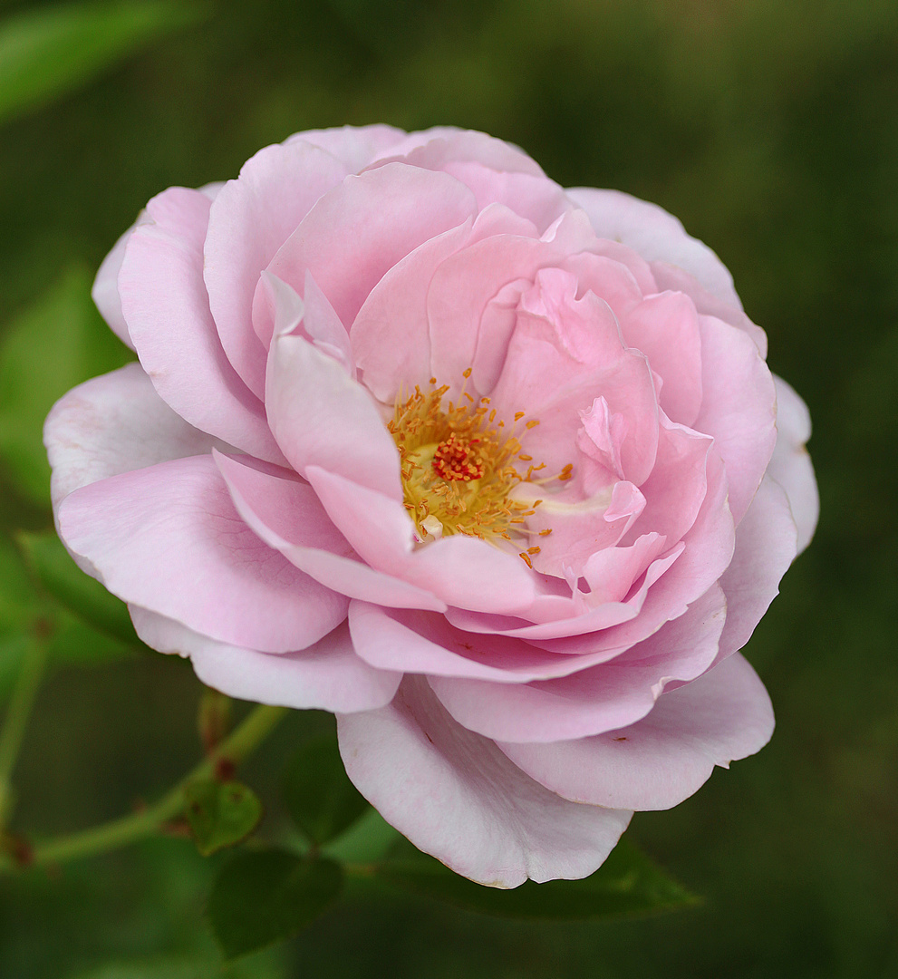 la rose du petit prince