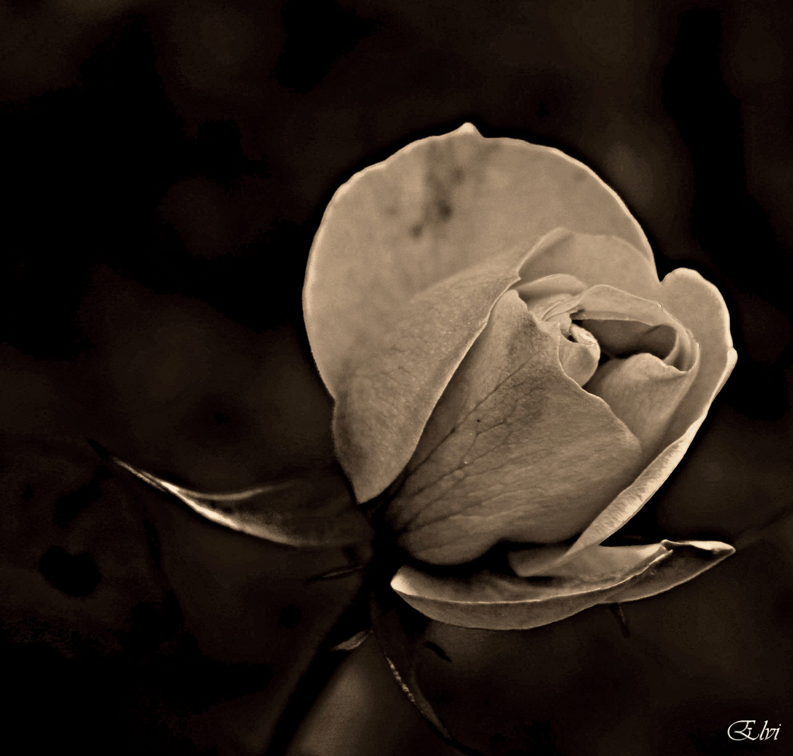 La rose du Petit Prince