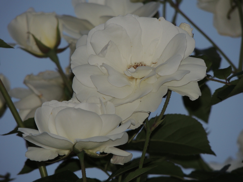 la rose du soir