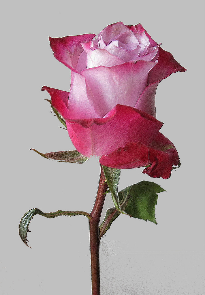 LA ROSE DU VENDREDI....