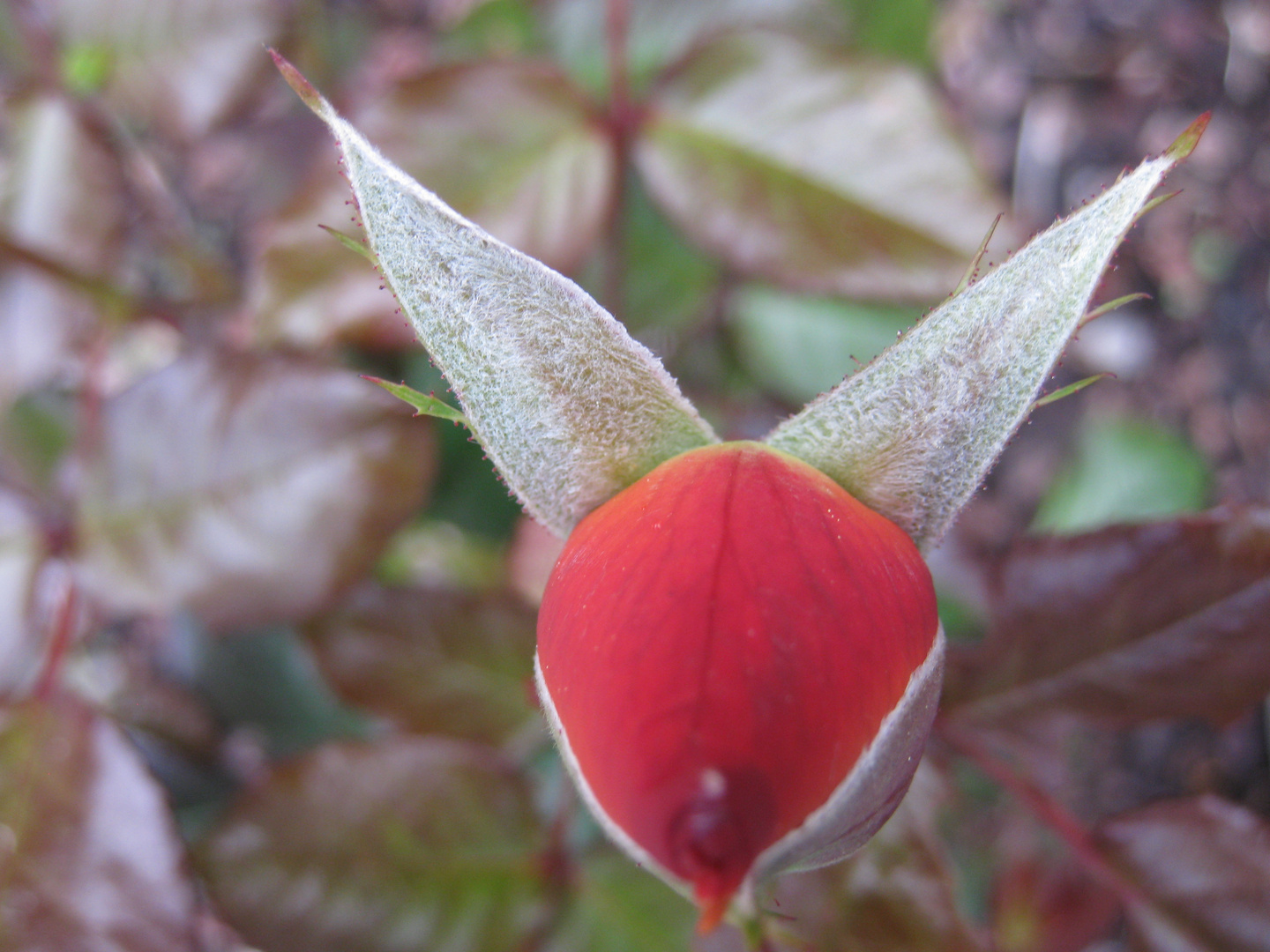 la rose emmitouflée