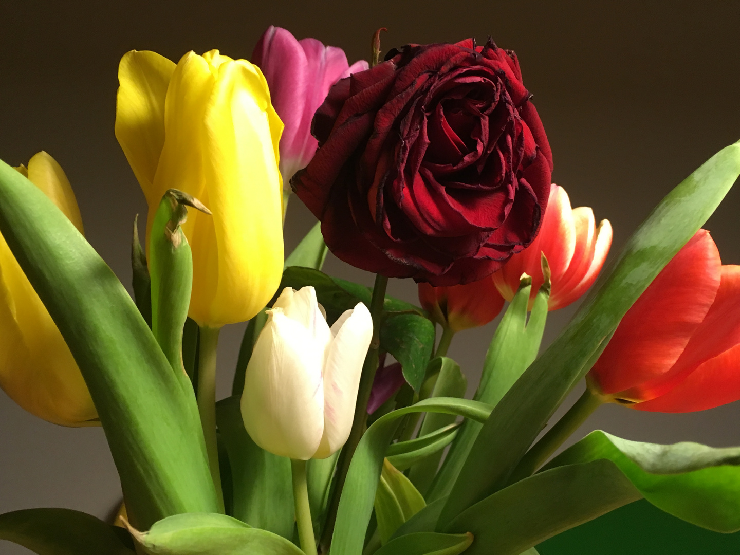 la rose entre les tulipes