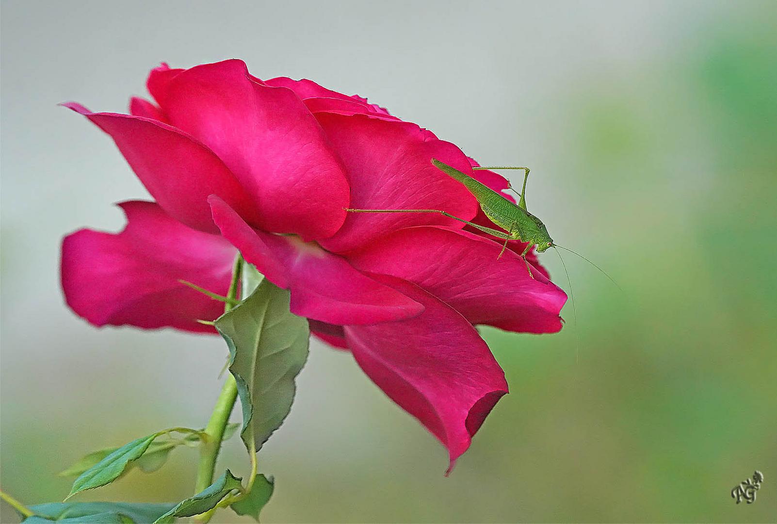 La rose et la sauterelle verte...