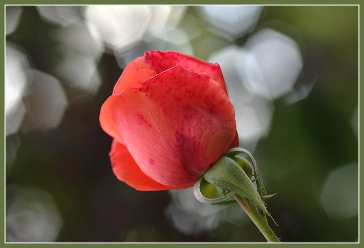 la rose et le Bokeh