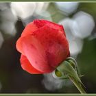 la rose et le Bokeh