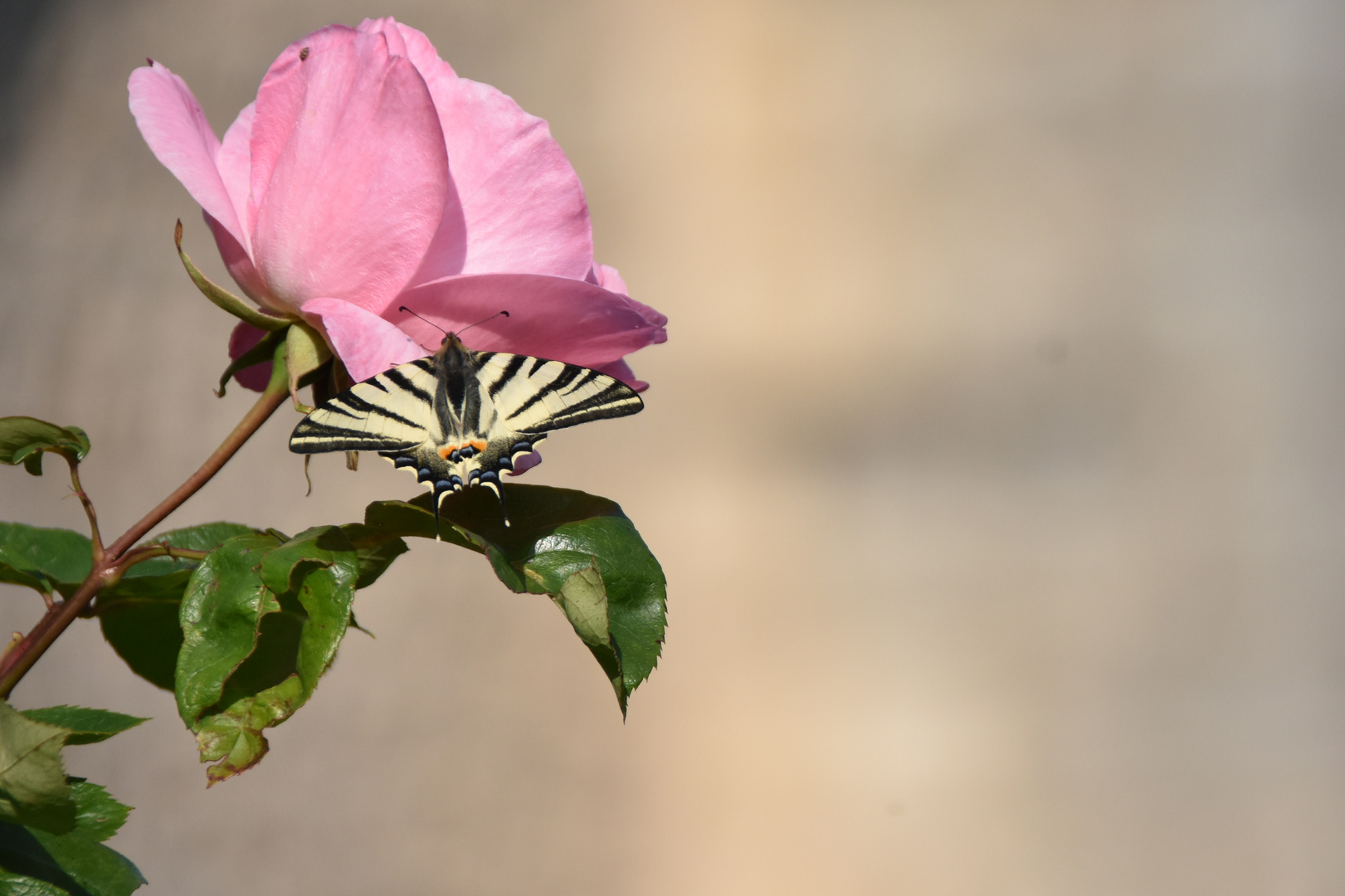 la rose et le papillon