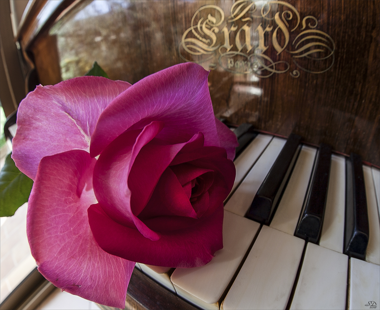 La rose et le piano