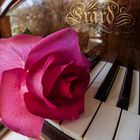 La rose et le piano
