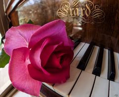 La rose et le piano