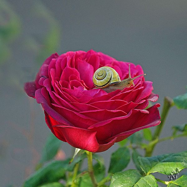 La rose et l'escargot ...