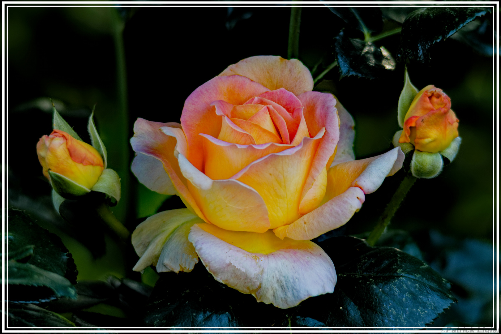 La rose et ses deux soeurs