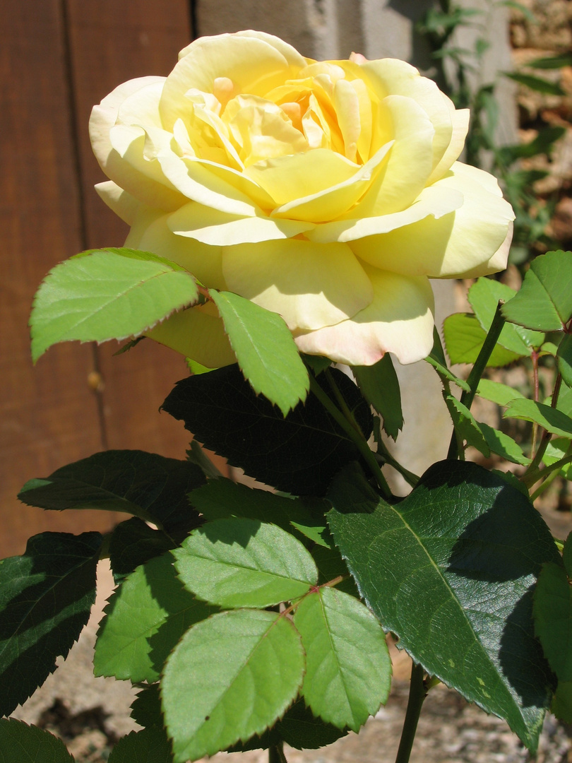 la rose 