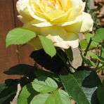 la rose 
