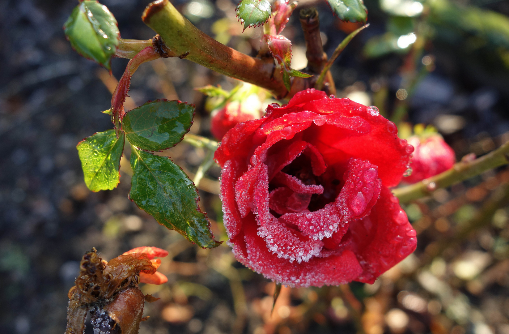 La rose hivernale...