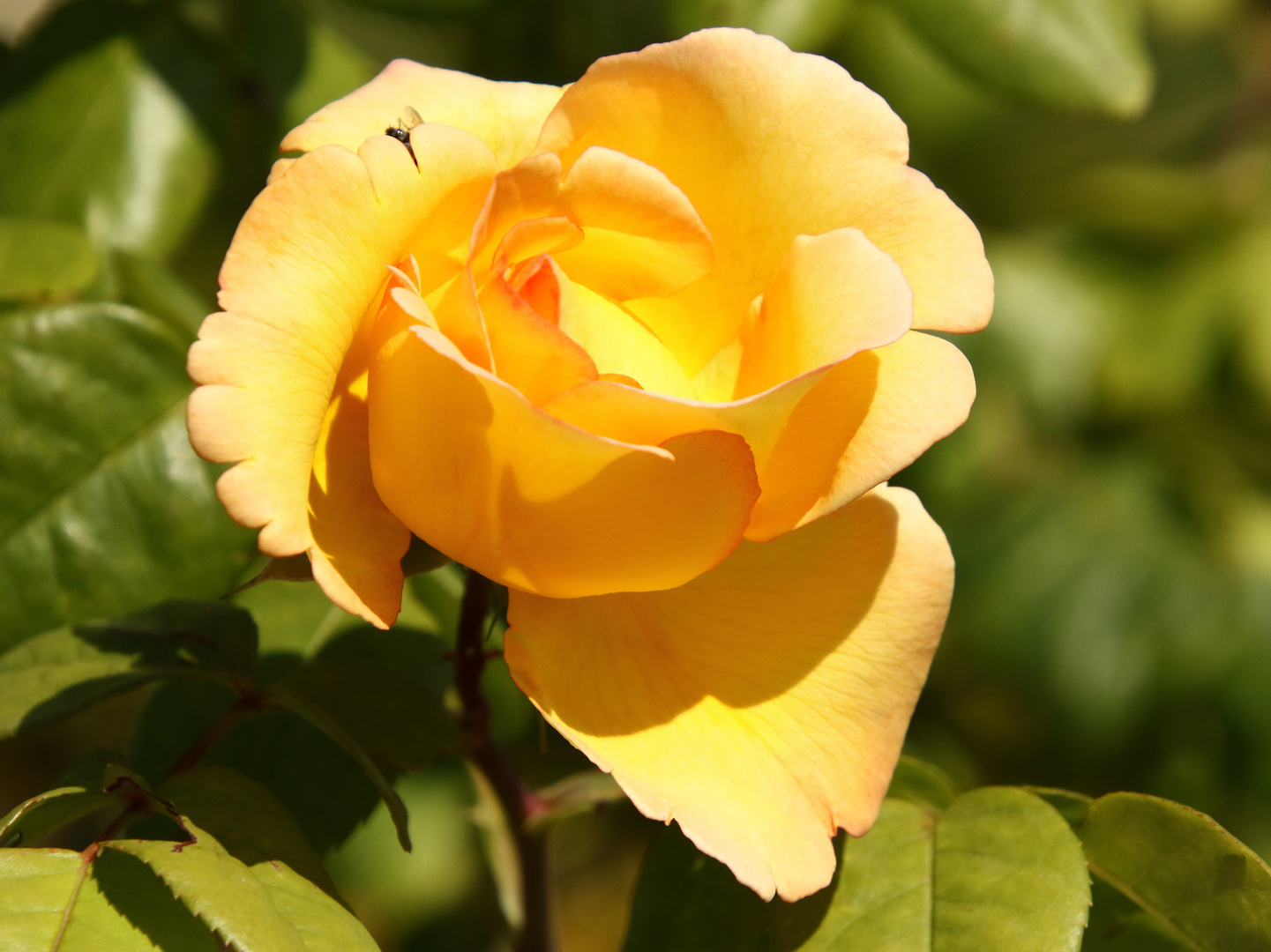 la rose jaune !