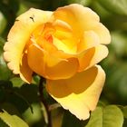 la rose jaune !