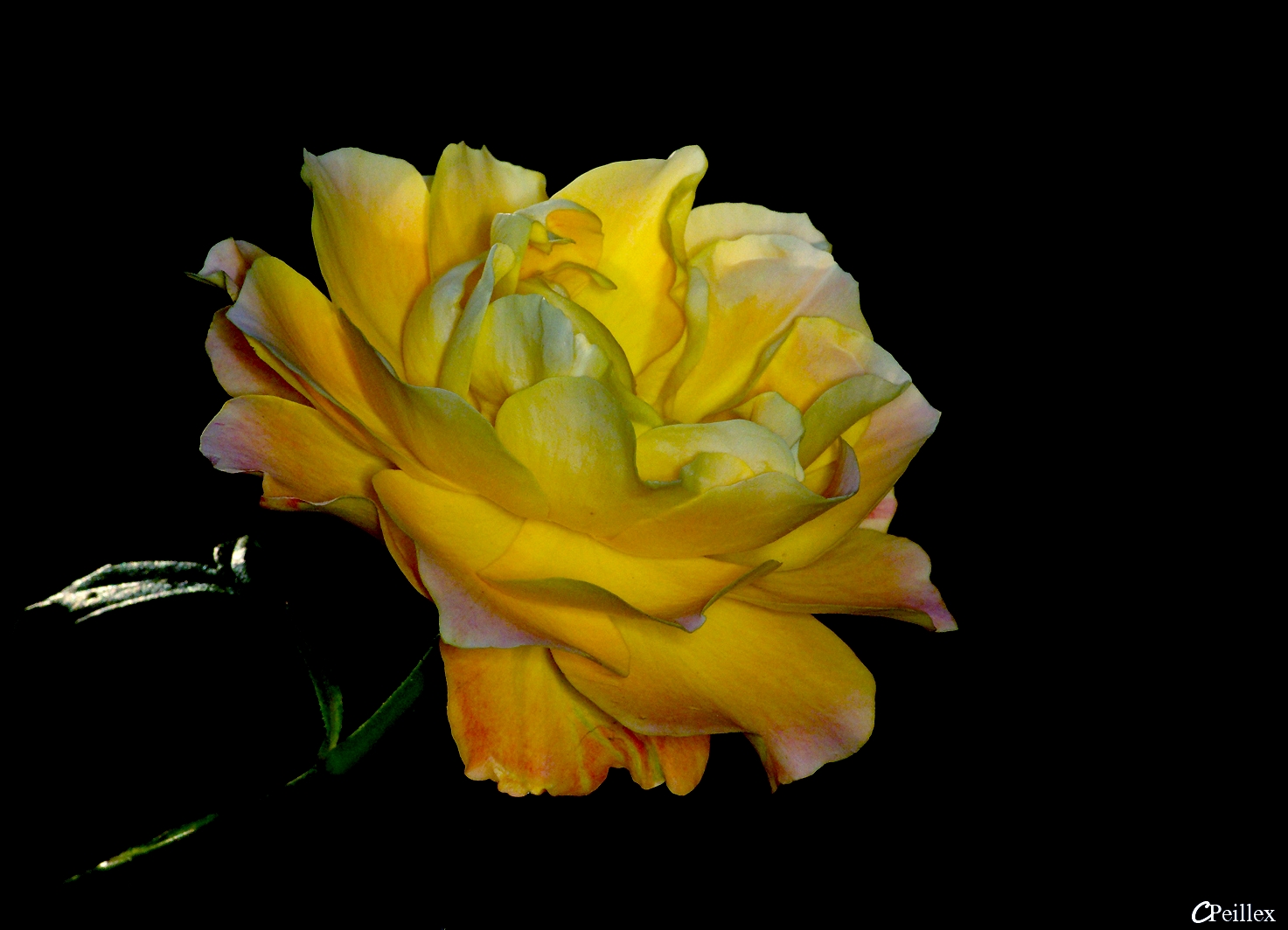 La rose jaune