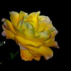 La rose jaune