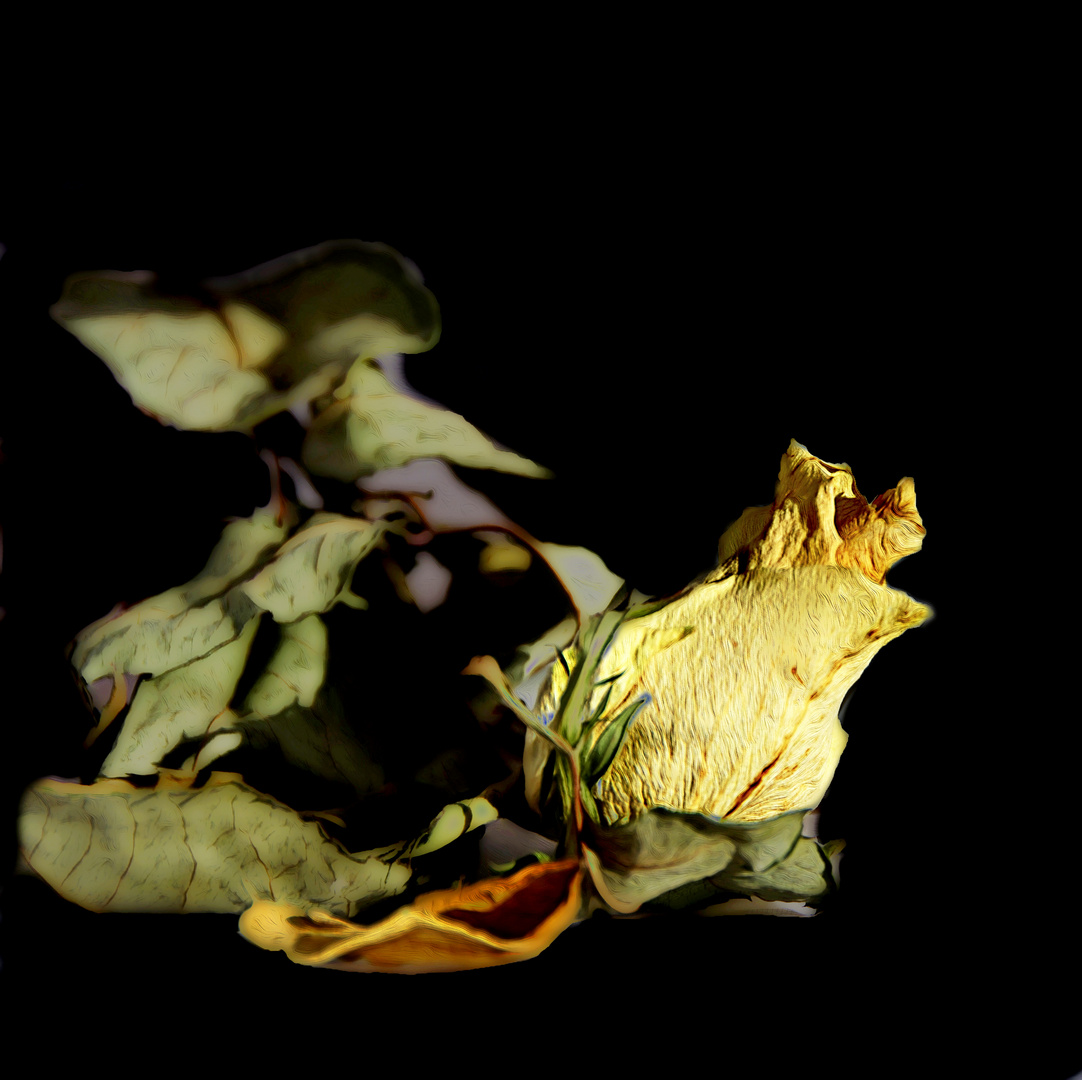 La rose jaune