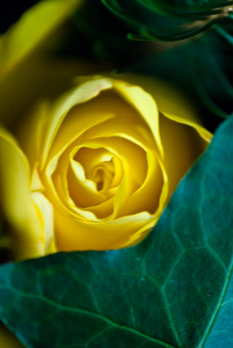 La rose jaune