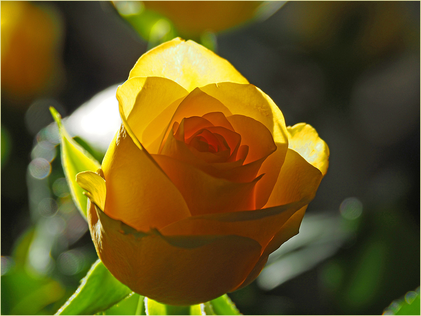 La rose jaune du mercredi