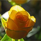 La rose jaune du mercredi