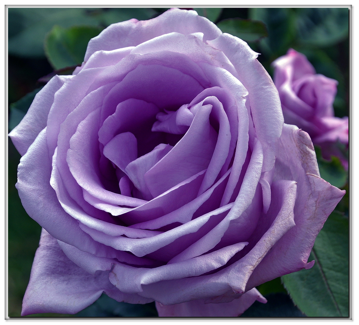 la rose mauve.