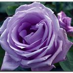 la rose mauve.