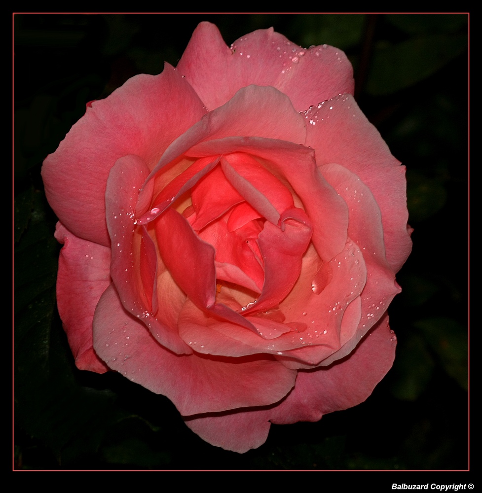 " La rose mouillée "