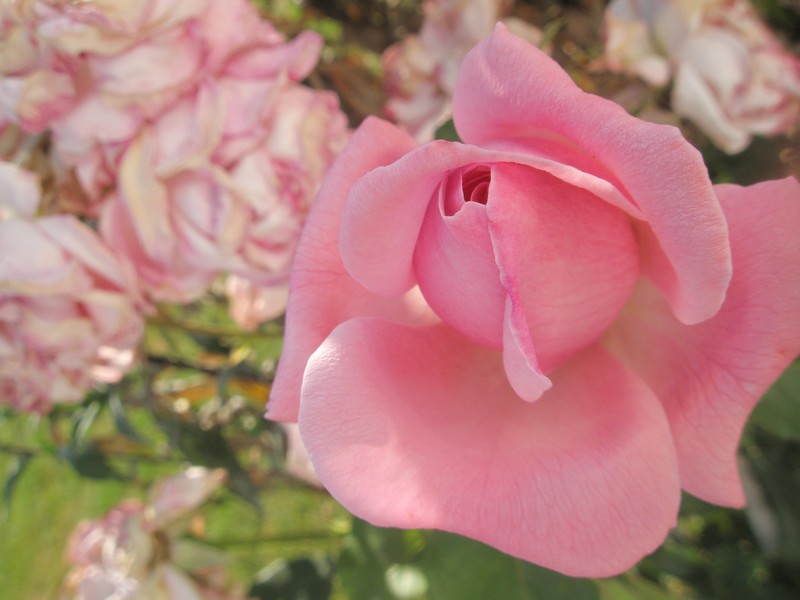 " La rose n'a d'épines que pour celui qui veut la cueillir. " Proverbe chinois