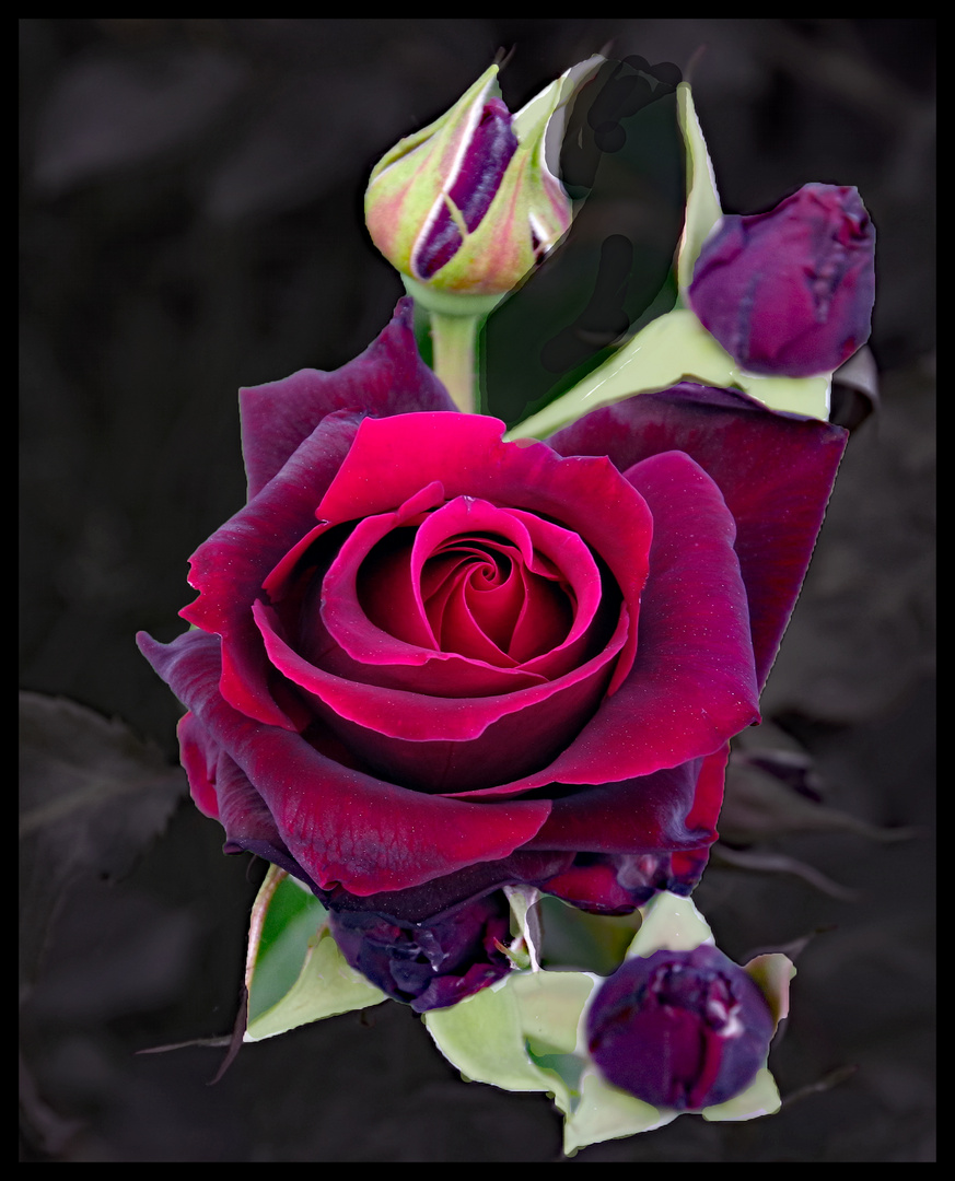 la rose noire ...