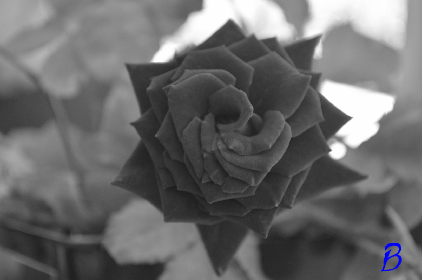 la rose noire