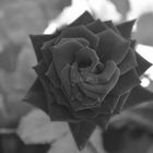 la rose noire