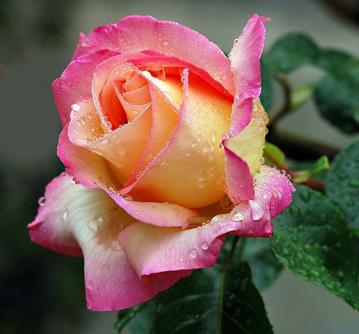 La rose " perlée ".