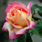La rose " perlée ".