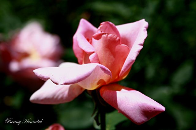 La Rose Rose